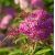 Spiraea japonica 'Darts Red'