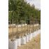 Lagerstroemia Indica ´Mix´ na nízkom kmienku