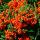 Pyracantha 'Orange Glow'