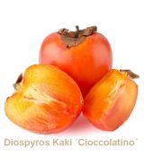 Diospyros Kaki (Hurmikaki)  ´Cioccolatino´