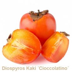 Diospyros Kaki (Hurmikaki)  ´Cioccolatino´