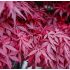 Acer palmatum 'Atropurpureum'