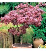 Acer palmatum 'Atropurpureum'