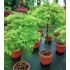 Acer palmatum dissectum ´Viridis´ na kmienku
