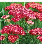 Achillea Millefolium 'Cerise Queen'