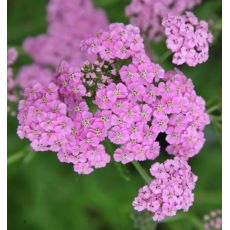 Achillea millefolium ´Lilac Beauty´