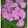 Achillea millefolium ´Lilac Beauty´