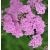 Achillea millefolium ´Lilac Beauty´