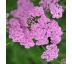Achillea millefolium ´Lilac Beauty´ 9x9 / 0,5L