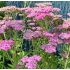 Achillea millefolium ´Lilac Beauty´