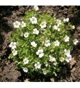 Saxifraga x Arendsii ´White´