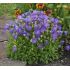 Campanula carpatica ´Pearl Deep Blue´