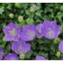 Campanula carpatica ´Pearl Deep Blue´