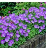Campanula carpatica ´Pearl Deep Blue´