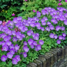 Campanula carpatica ´Pearl Deep Blue´