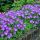 Campanula carpatica ´Pearl Deep Blue´