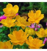 Trollius chinensis ´Golden Queen´