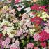Achillea millefolium ´Colorado Mix´