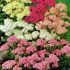 Achillea millefolium ´Colorado Mix´
