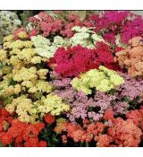 Achillea millefolium ´Colorado Mix´