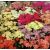 Achillea millefolium ´Colorado Mix´