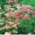 Achillea millefolium ´Colorado Mix´