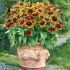 Rudbeckia hirta ´Autumn Colors´