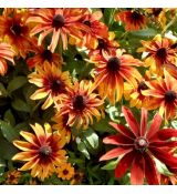 Rudbeckia hirta ´Autumn Colors´