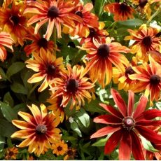 Rudbeckia hirta ´Autumn Colors´