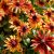Rudbeckia hirta ´Autumn Colors´