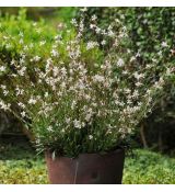 Gaura lindheimeri ´Sparkle White´