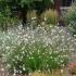 Gaura lindheimeri ´Sparkle White´