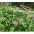 Bergenia cordifolia