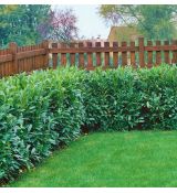 Prunus laurocerasus ´Herbergii´