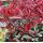 Photinia x fraseri ´Pink Marble´