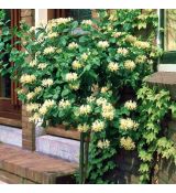 Lonicera japonica 'Halliana'