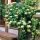 Lonicera japonica 'Halliana'