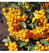 Pyracantha ´Golden Charmer´