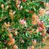 Lonicera heckrottii ´Goldflame´
