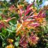 Lonicera heckrottii ´Goldflame´