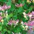 Lonicera periclymenum ´Belgica´