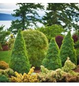 Picea Glauca ´Conica´