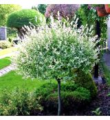 Salix Integra ´Hakuro-Nishiki´ na kmienku