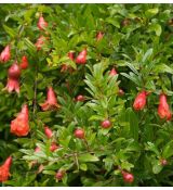 Punica Granatum