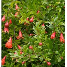 Punica Granatum