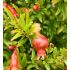 Punica Granatum