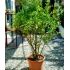 Punica Granatum