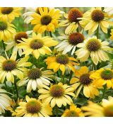Echinacea purp. 'Mellow Yellow'