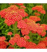 Achillea millefolium ´Safran´