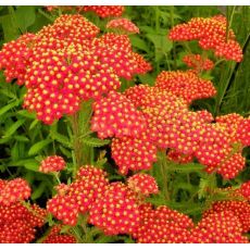Achillea millefolium ´Safran´